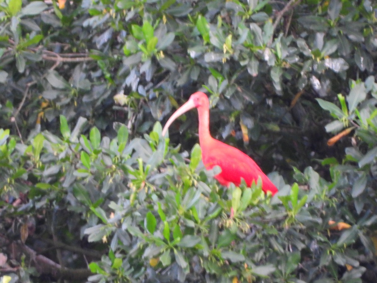 Scarlet Ibis - ML646742738