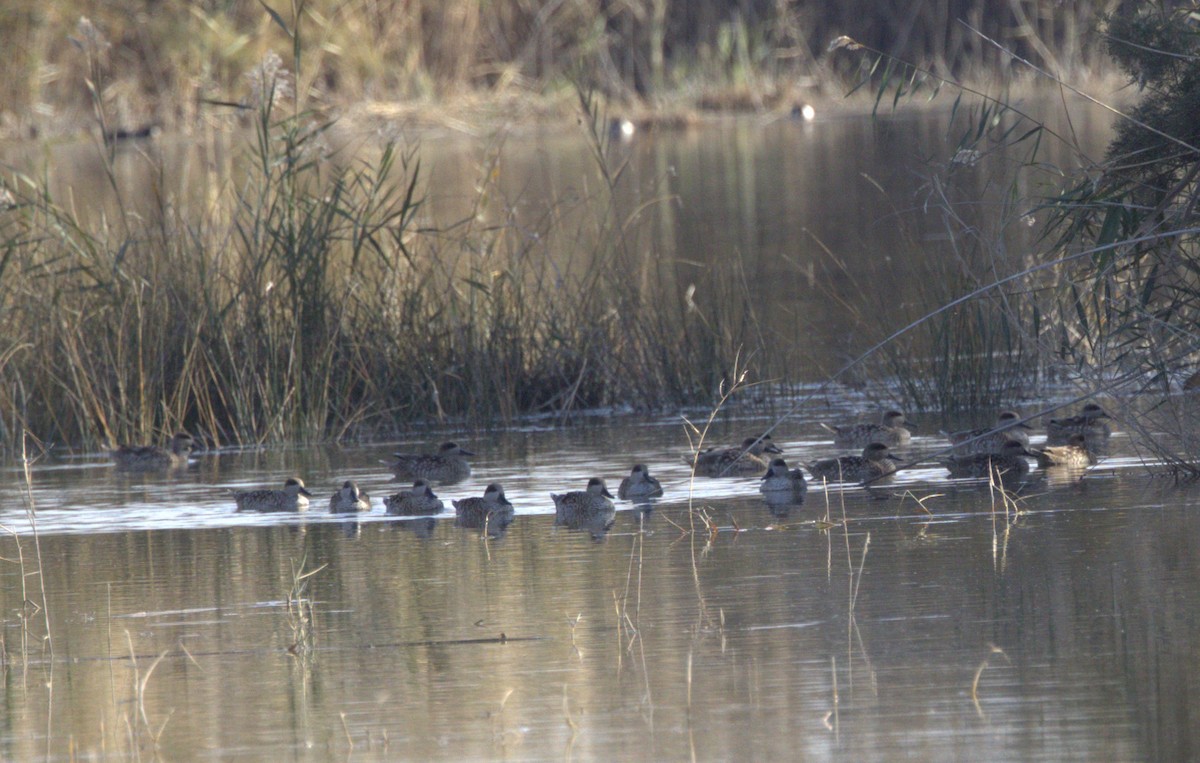 Marbled Duck - ML646742739