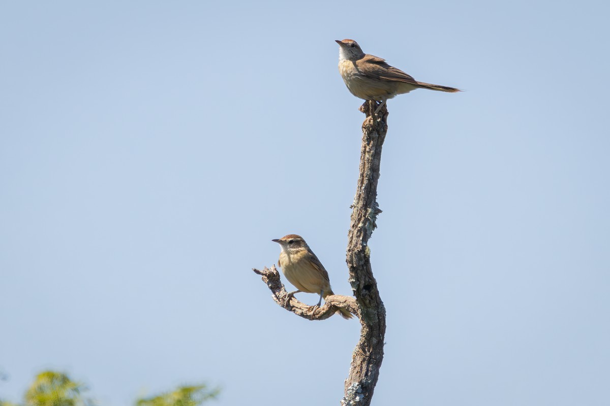 Çıracı Daltoplayan - ML646742741