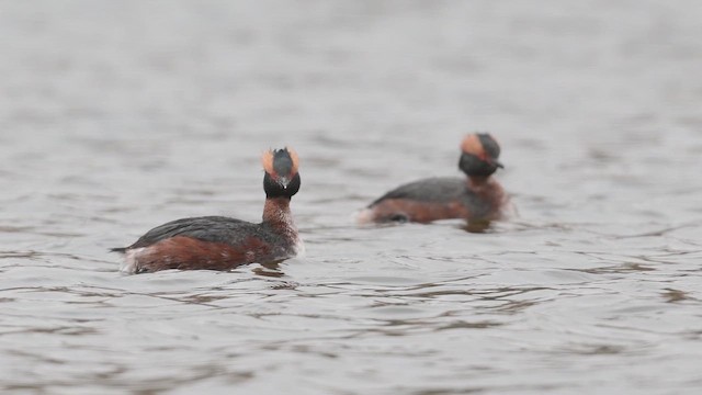 טבלן לבן-לחיים - ML646742742