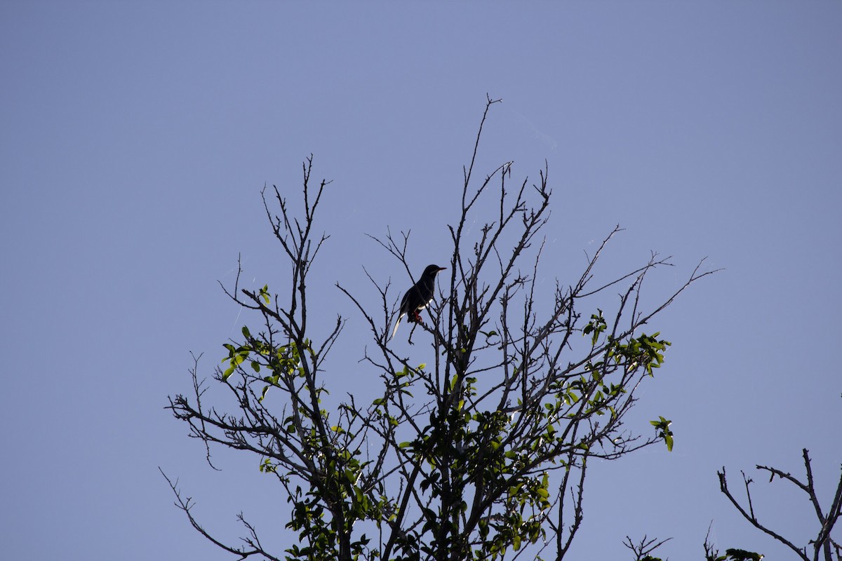 rødbeintrost - ML646742745