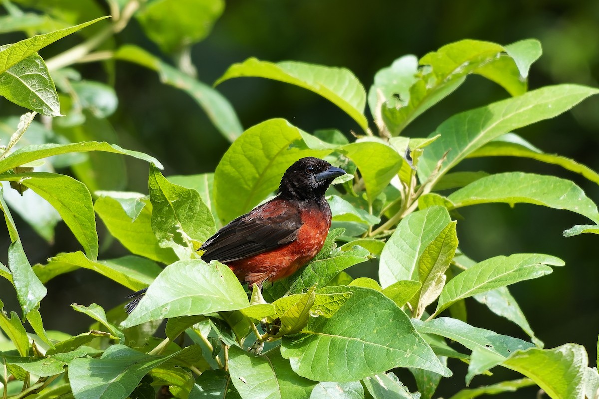 Crimson-backed Tanager - ML646742746
