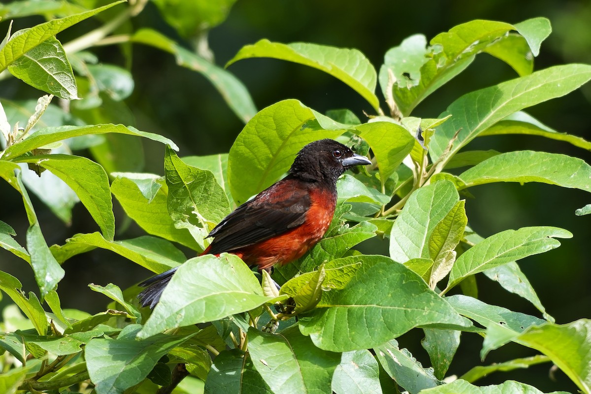 Crimson-backed Tanager - ML646742747