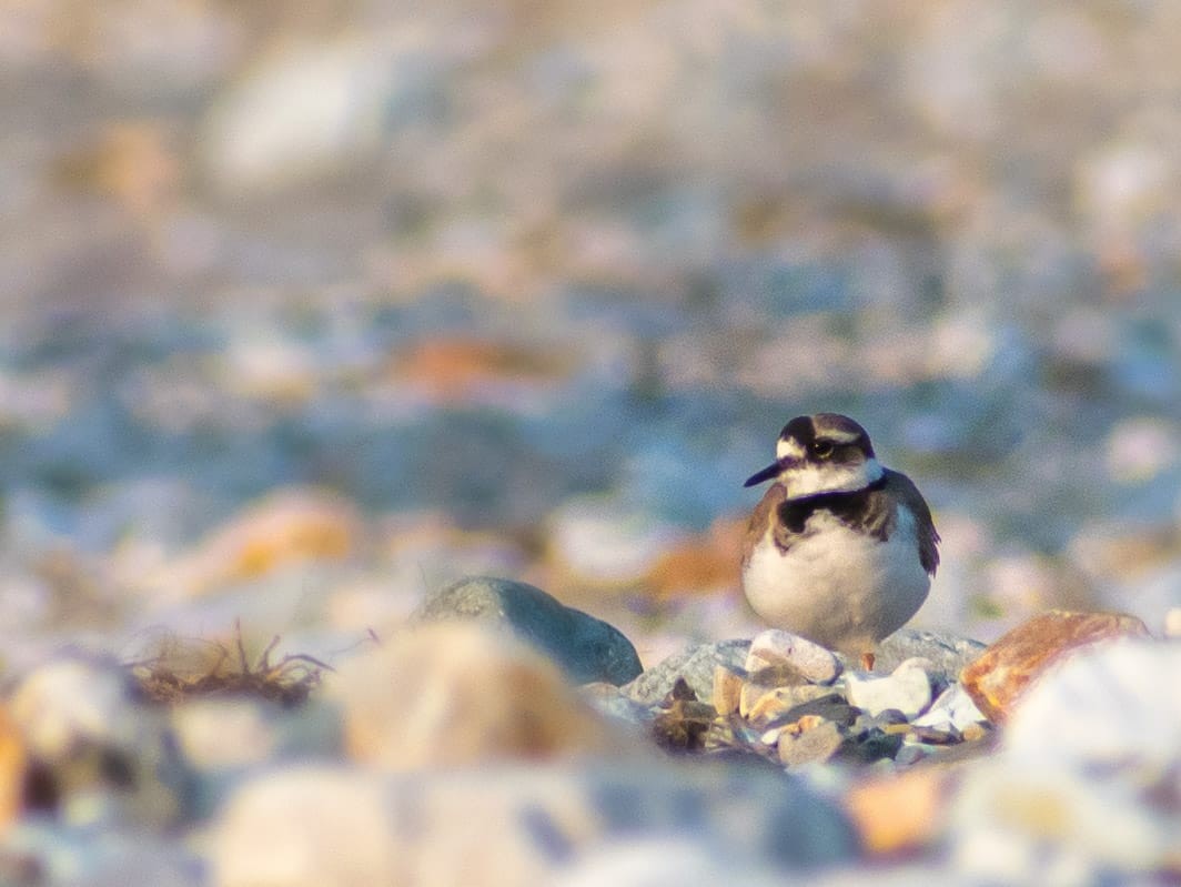 Long-billed Plover - ML646742748