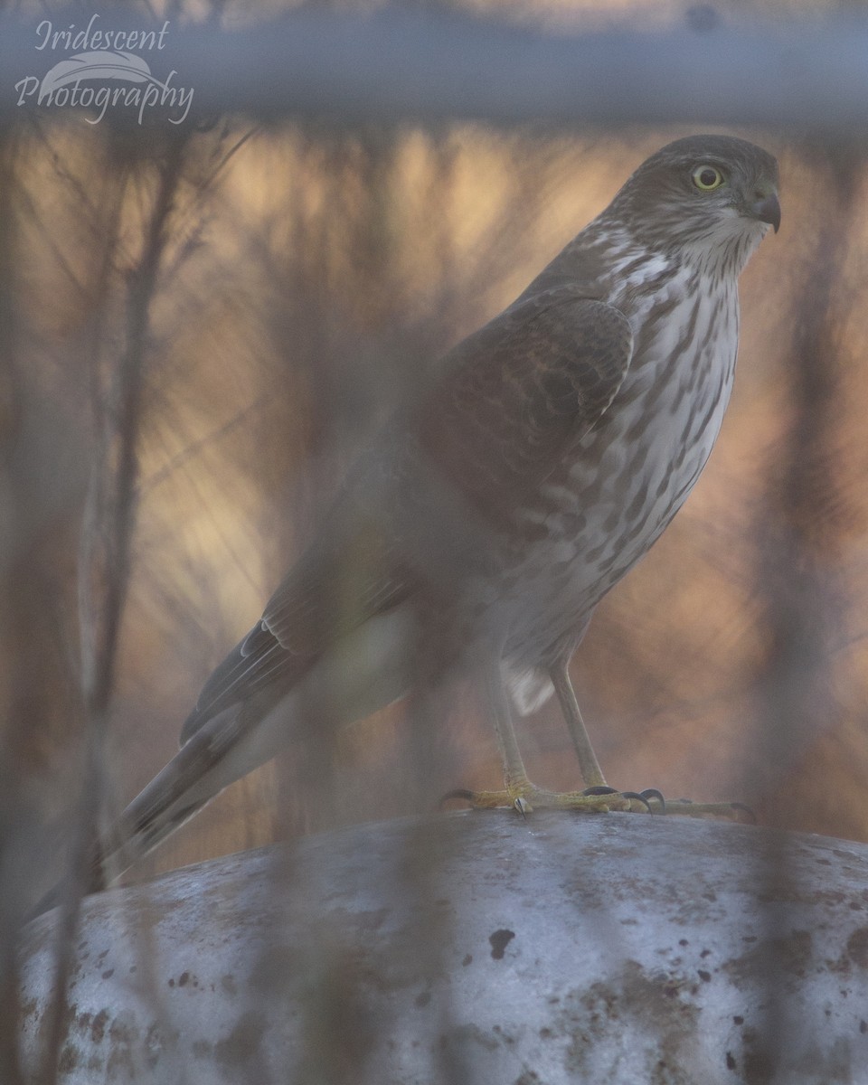 Sharp-shinned Hawk - ML646742749