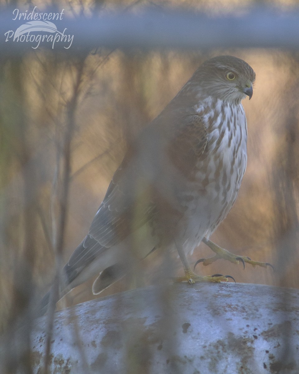 Sharp-shinned Hawk - ML646742750