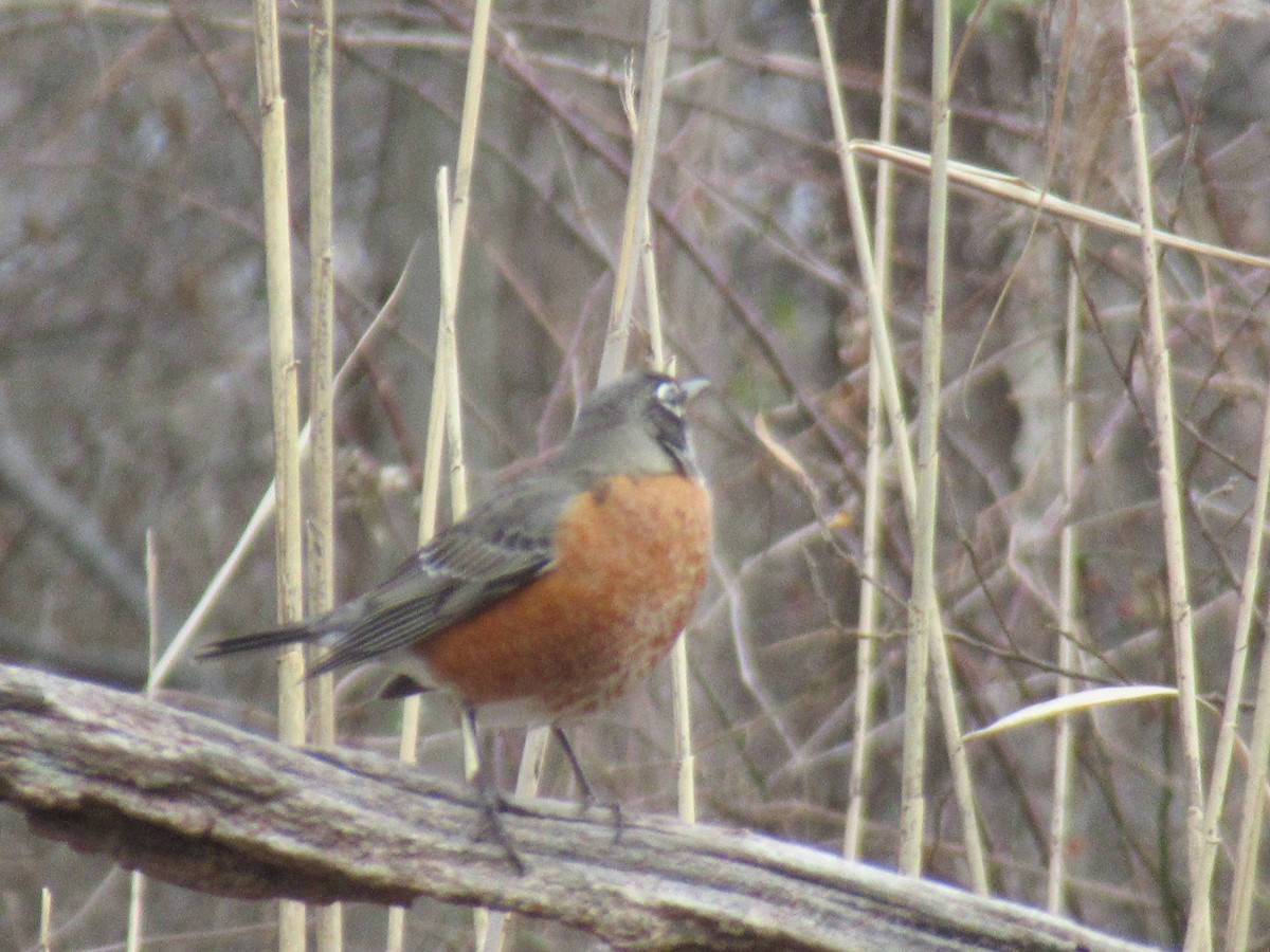 Merle d'Amérique - ML646742751