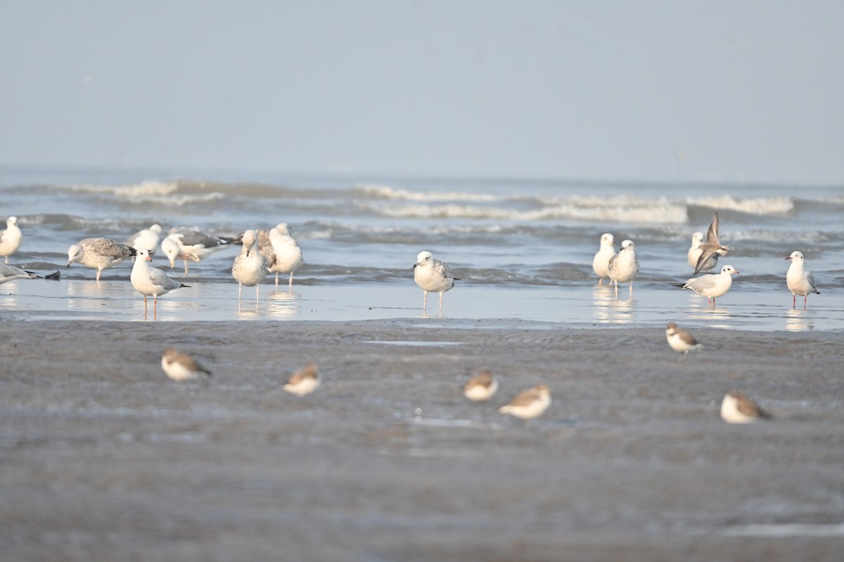 Black-headed Gull - ML646742754