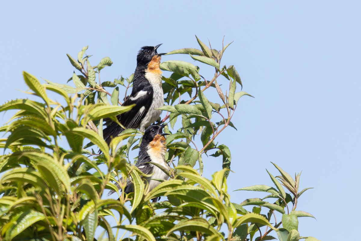 Ak Sokumlu Tangara - ML646742755