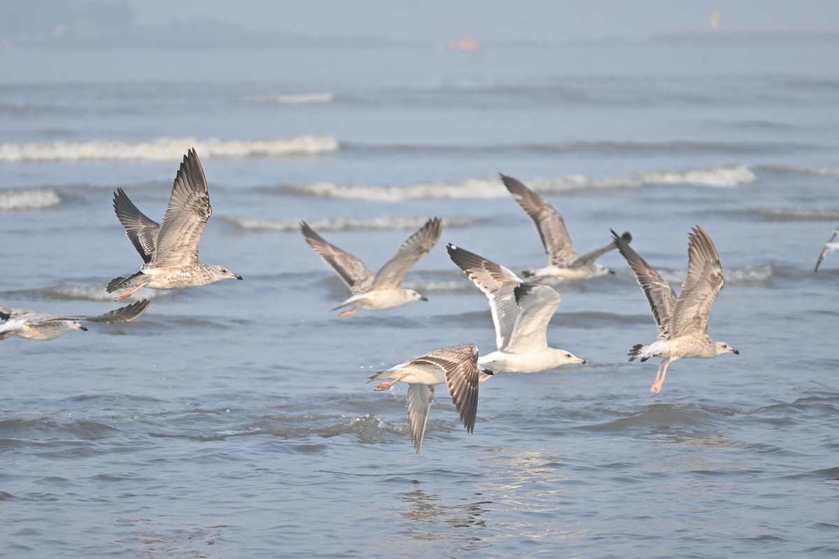 Black-headed Gull - ML646742756