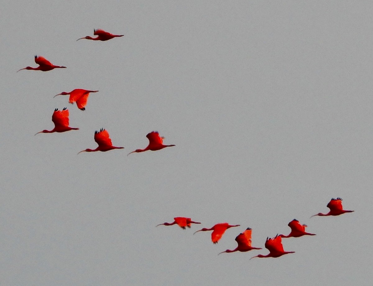 Scarlet Ibis - ML646742758