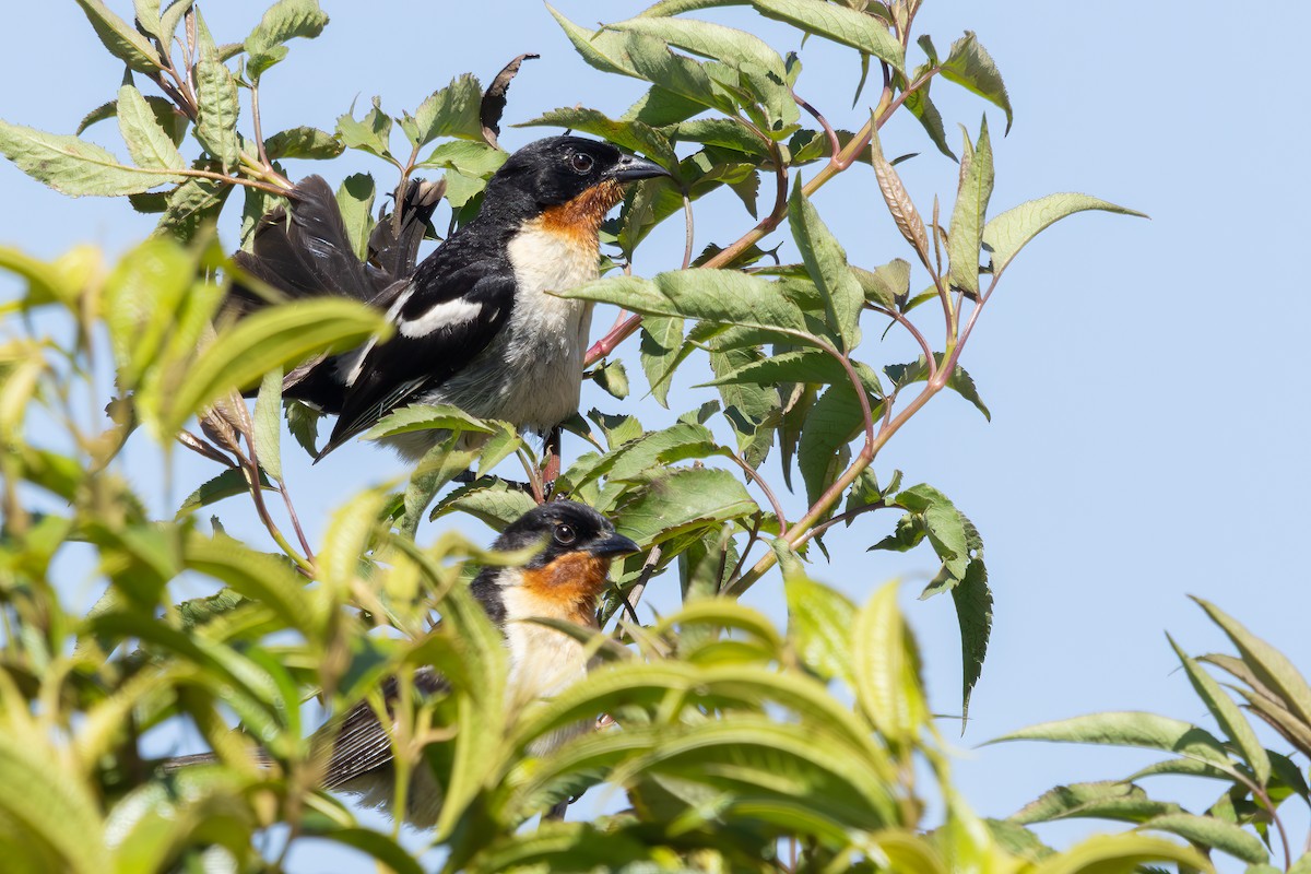 Ak Sokumlu Tangara - ML646742764