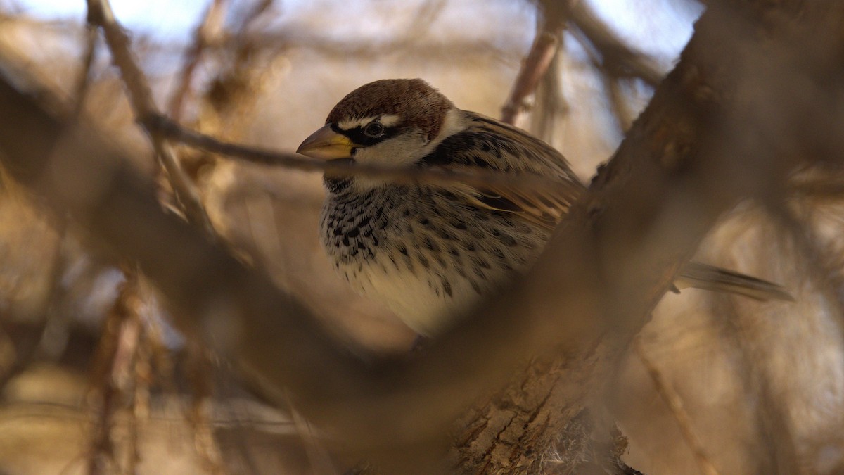 Spanish Sparrow - ML646742765