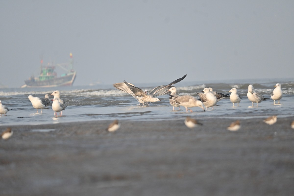 Brown-headed Gull - ML646742770