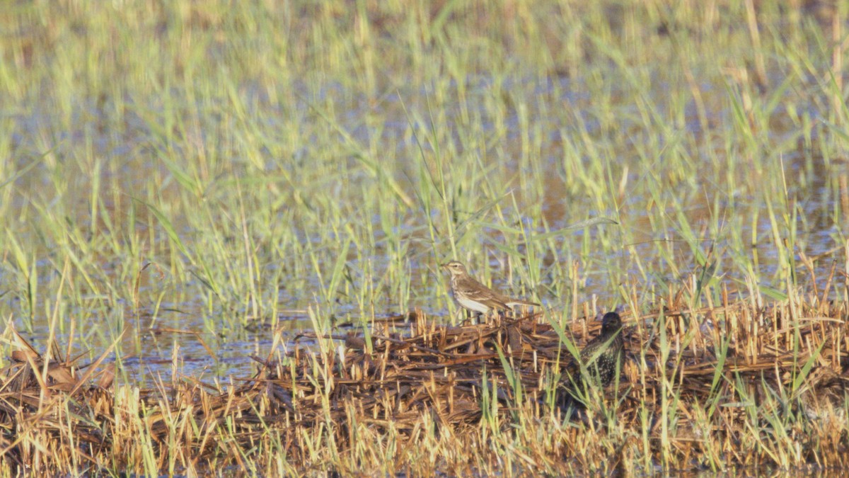 Water Pipit - ML646742771