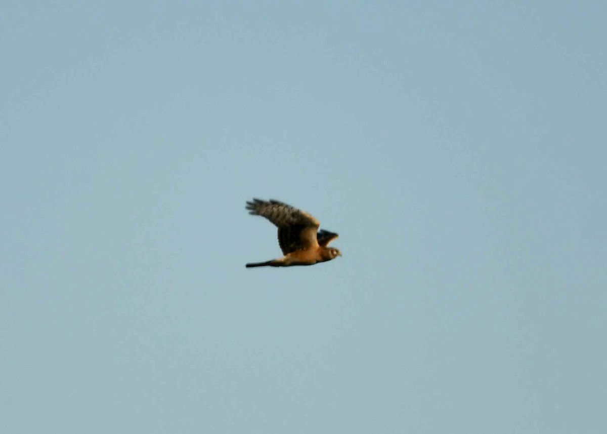 Американский лунь - ML646742772