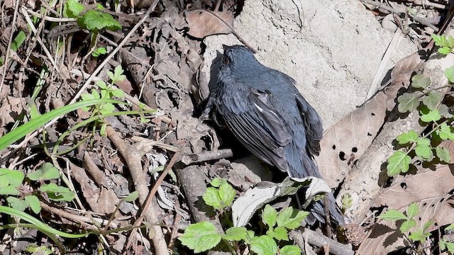 Slaty Bunting - ML646742774