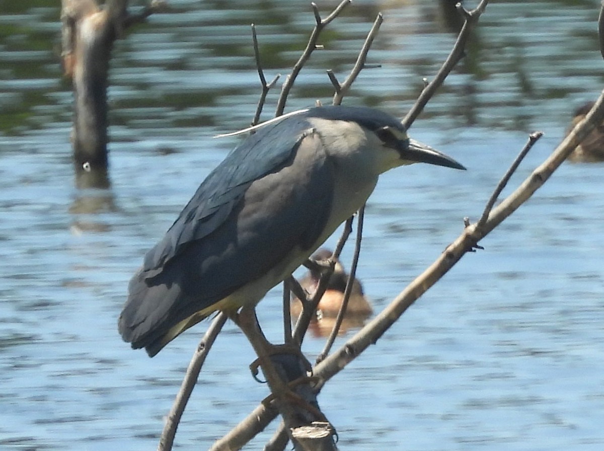 Кваква (nycticorax) - ML646742775