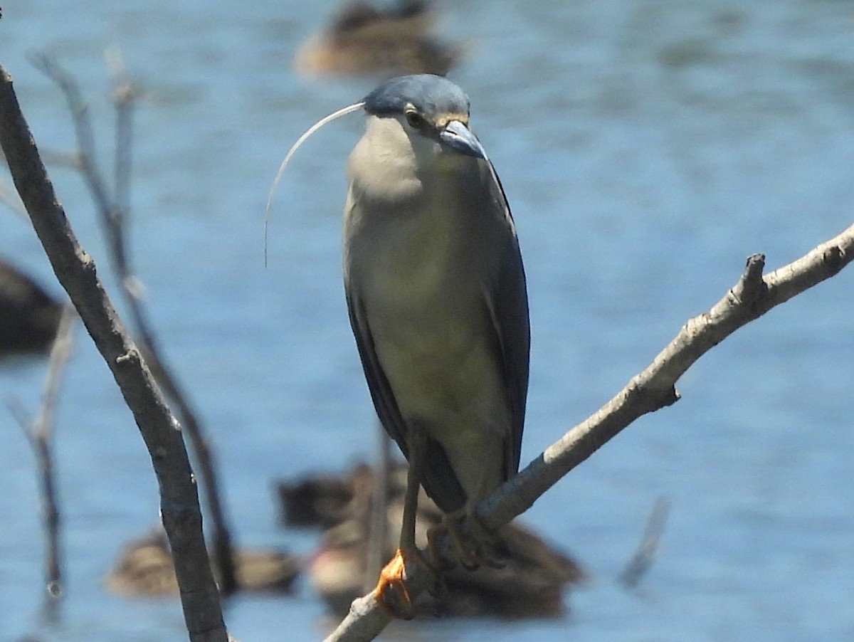 Кваква (nycticorax) - ML646742776