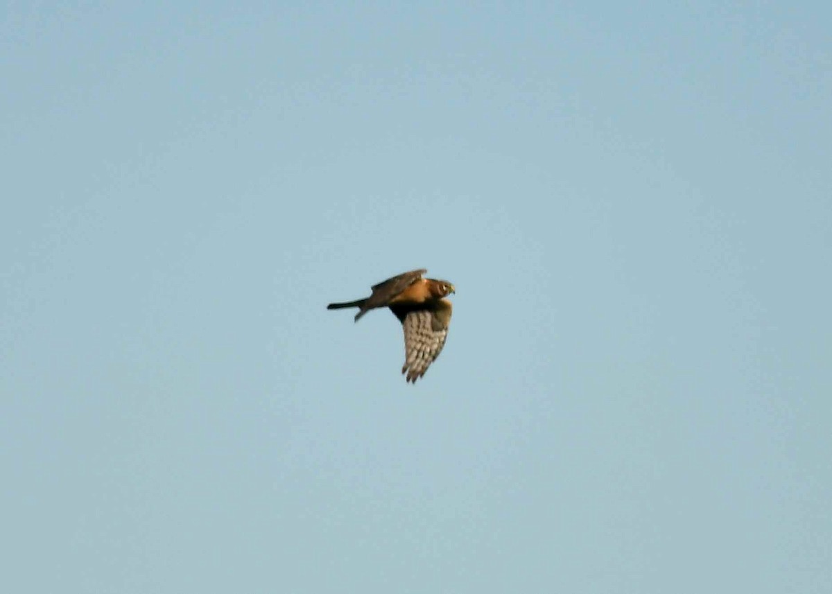 Американский лунь - ML646742777