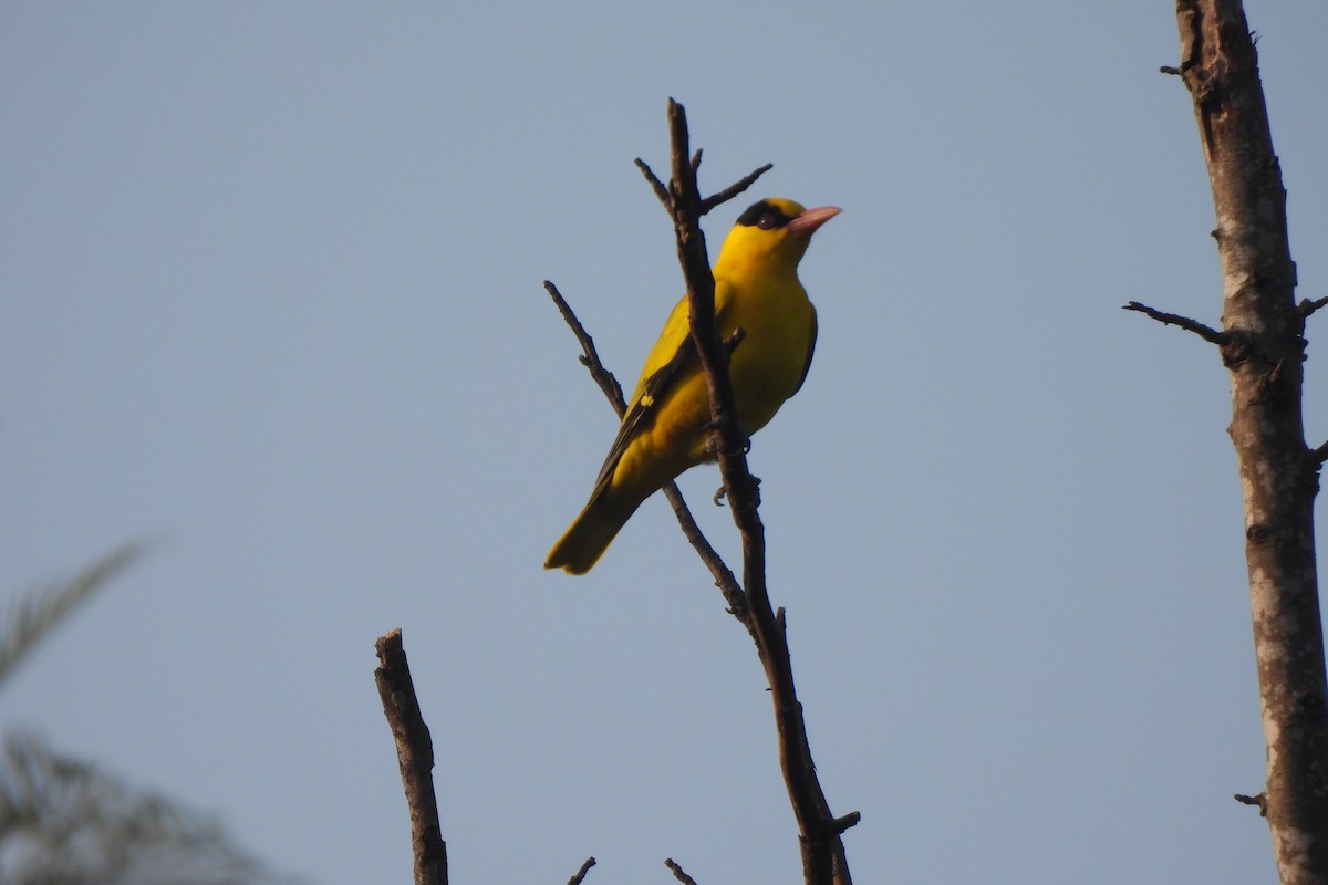 Black-naped Oriole - ML646742779