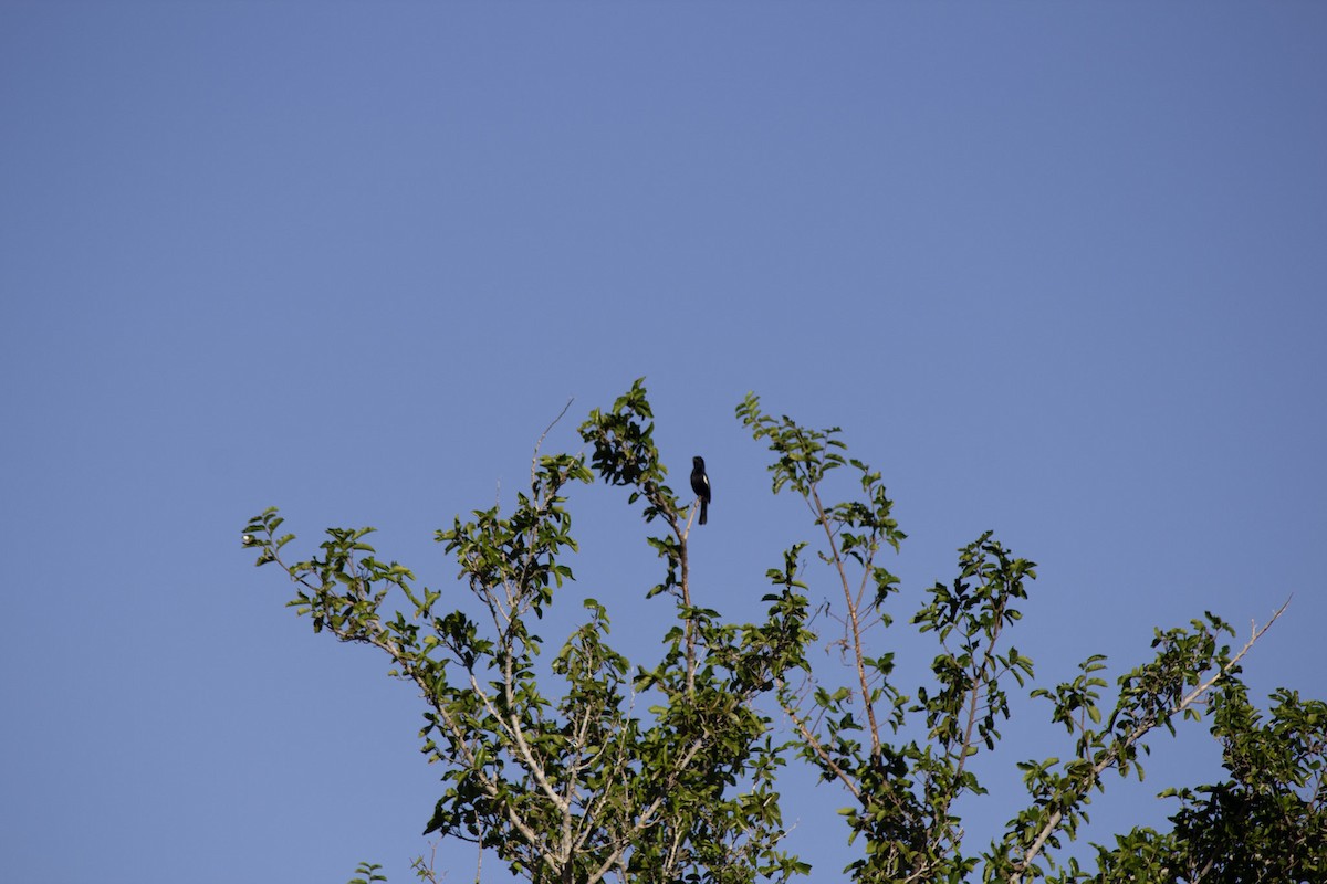 antrasittspurv - ML646742780