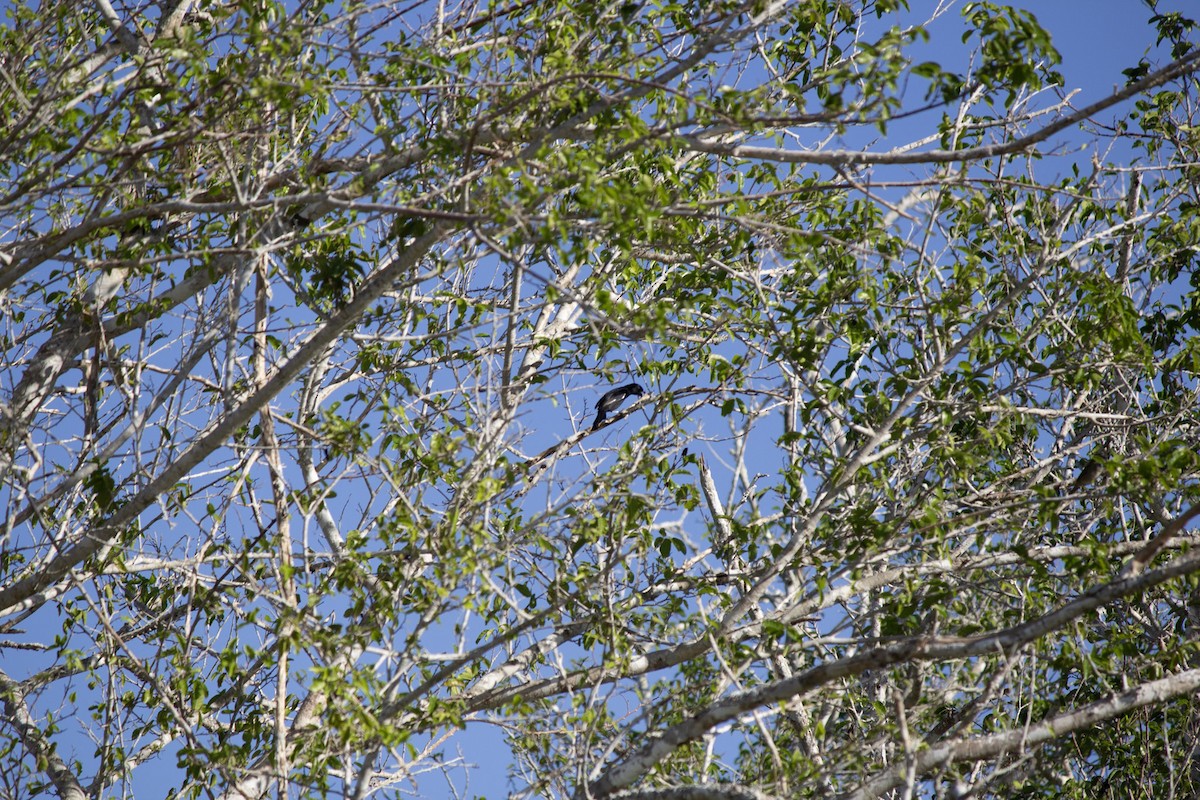 antrasittspurv - ML646742781