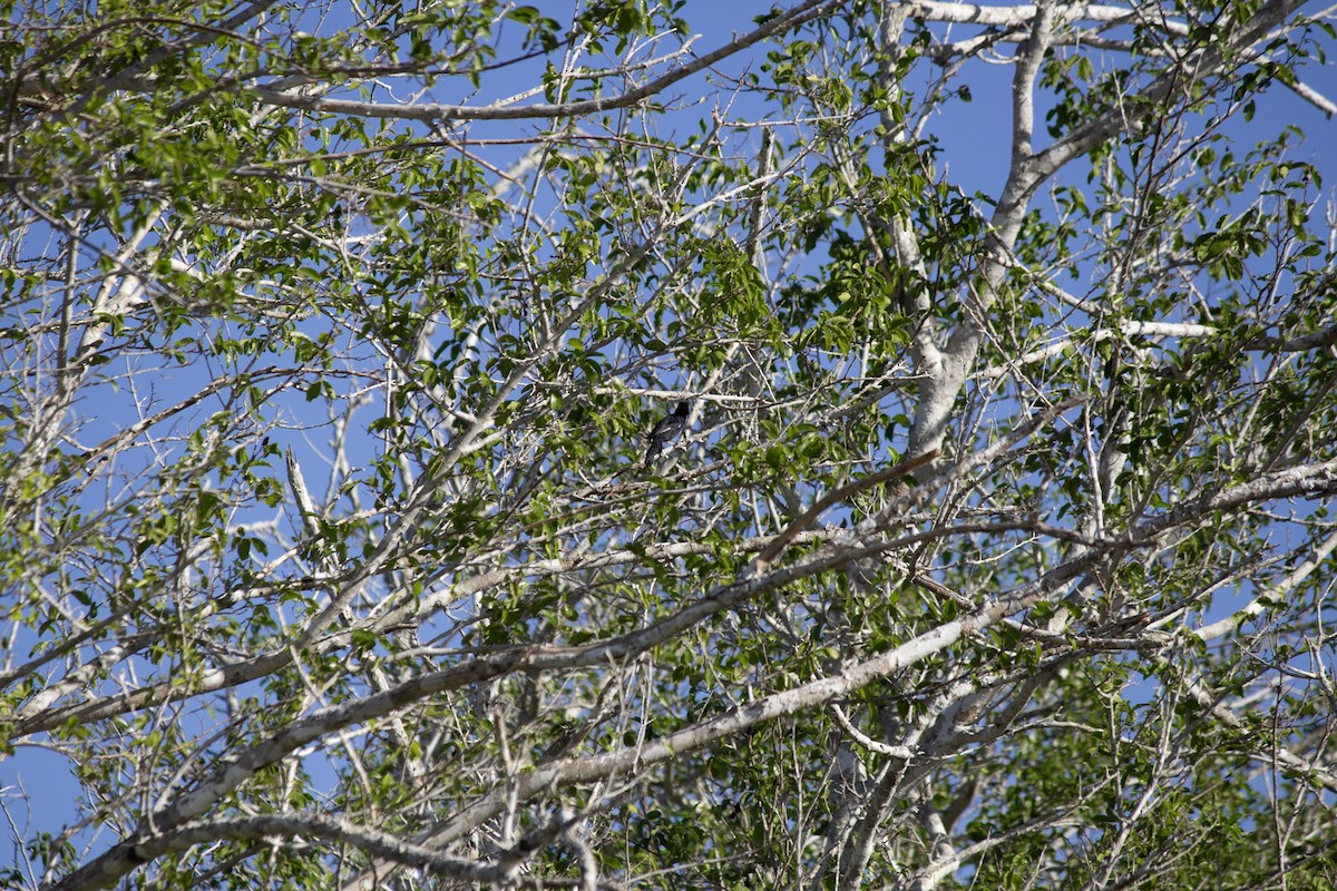 antrasittspurv - ML646742782