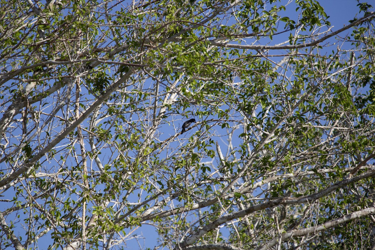 antrasittspurv - ML646742783