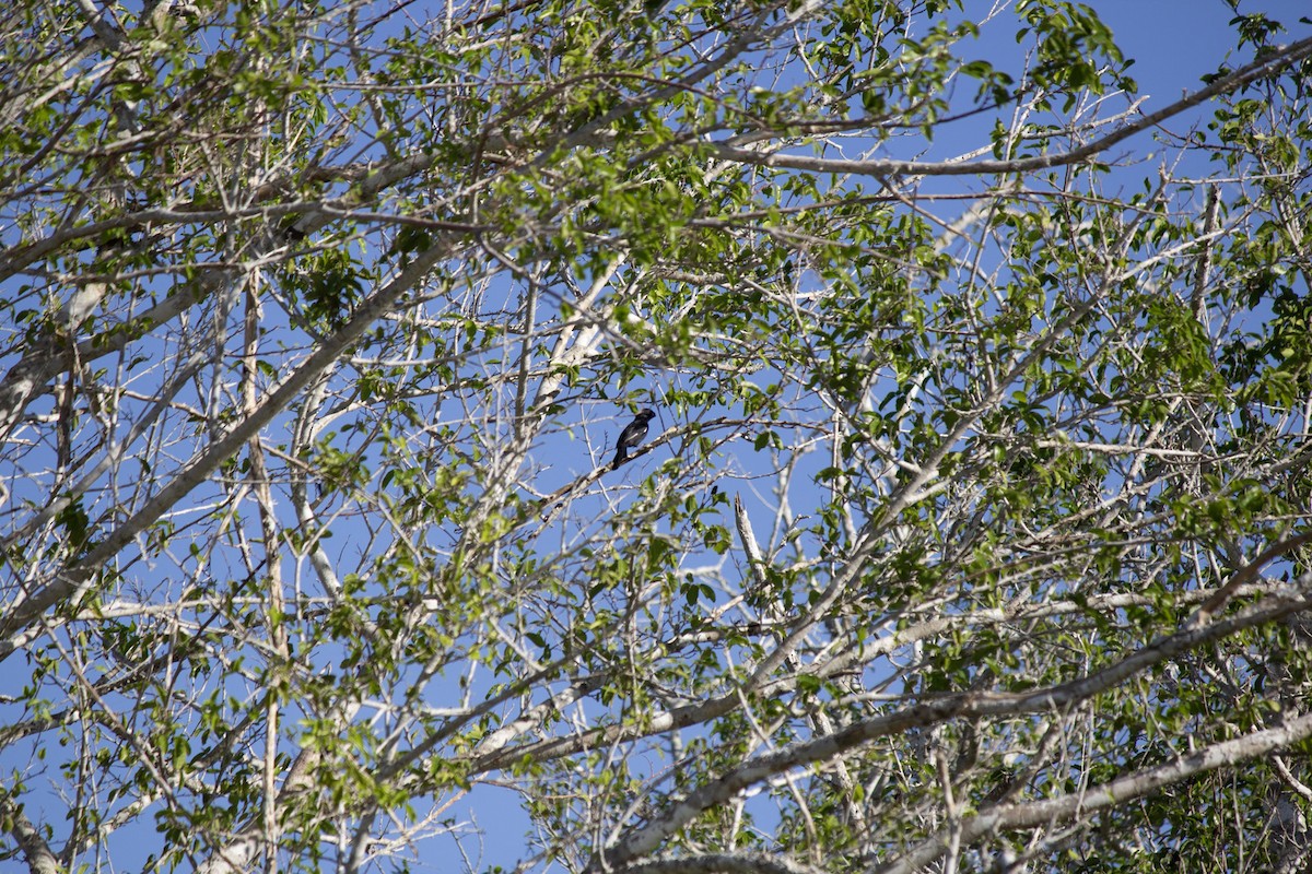 antrasittspurv - ML646742784