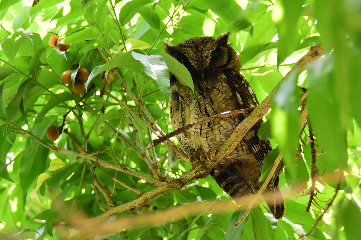 スピックスコノハズク - ML646742790