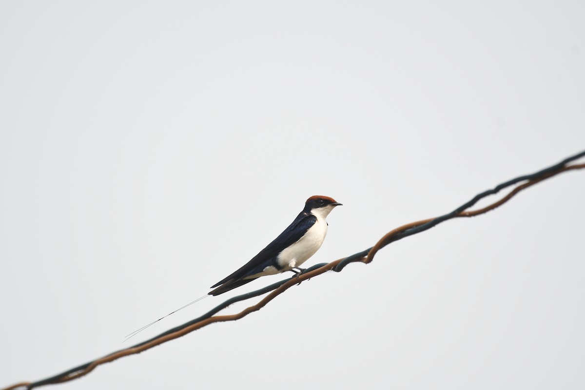 ハリオツバメ - ML646742791