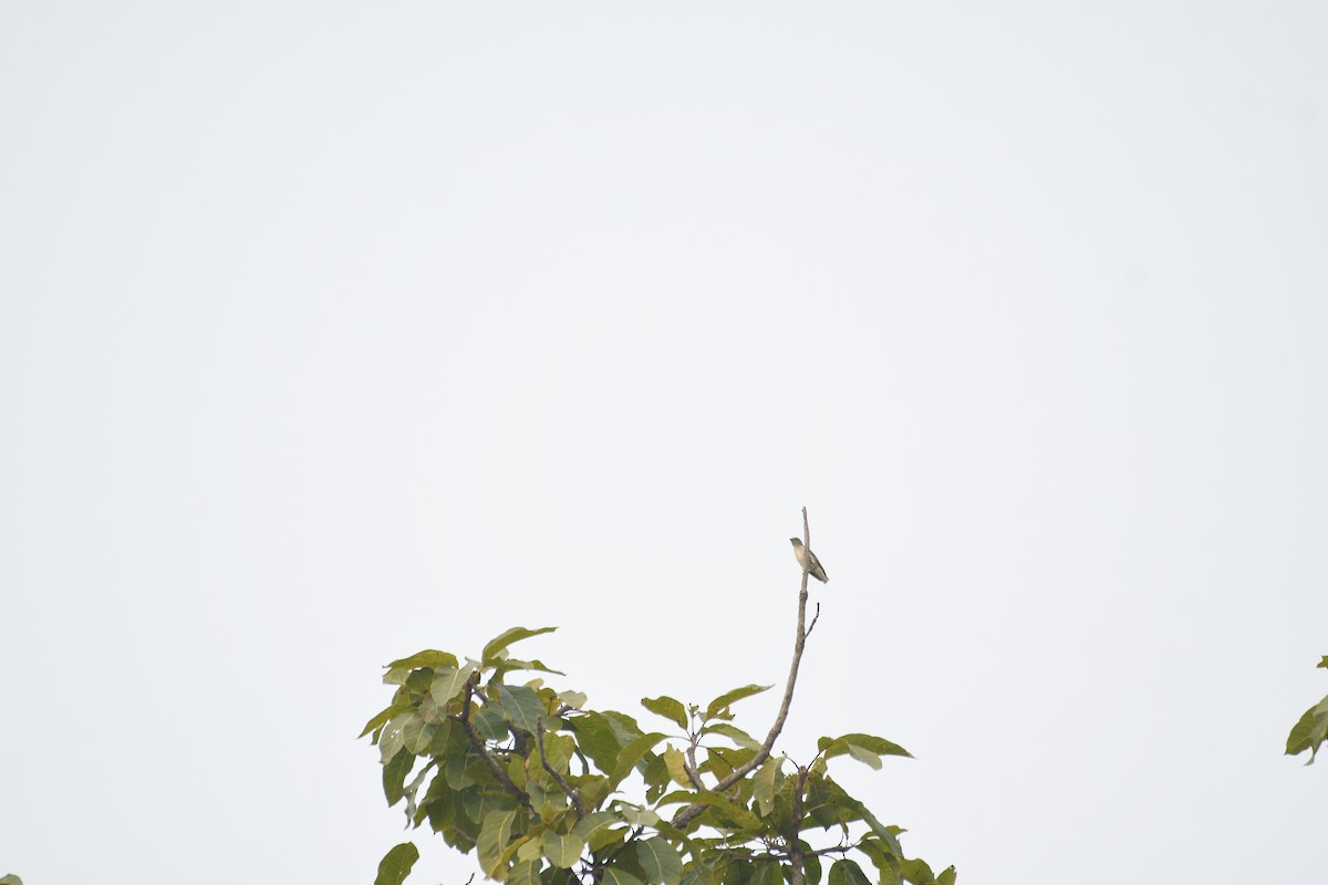 アカハシハナドリ - ML646742792