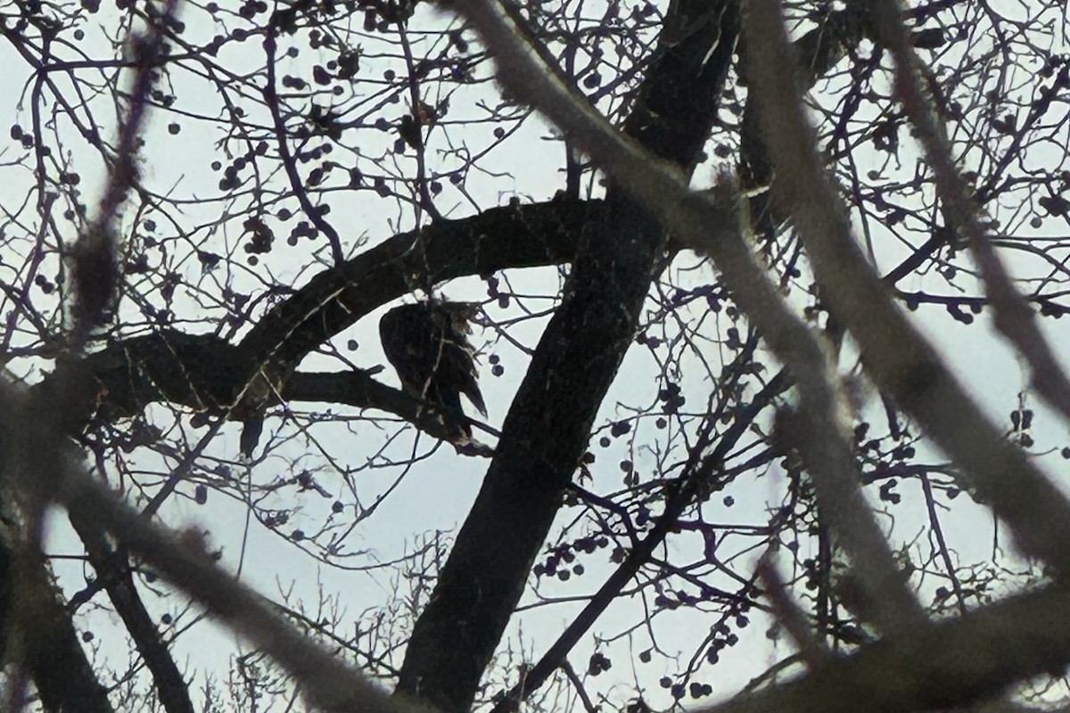 Краснохвостый канюк - ML646742793