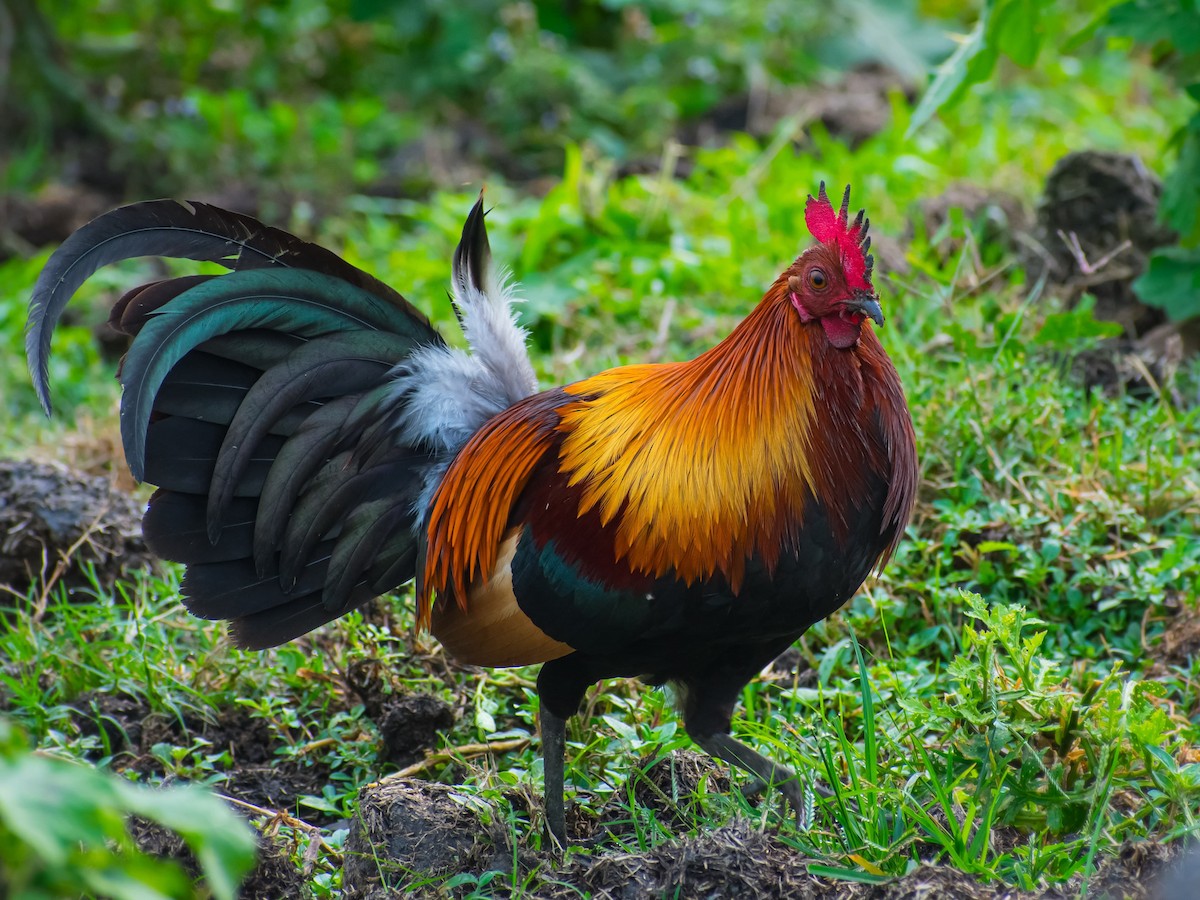 Red Junglefowl - ML646742794