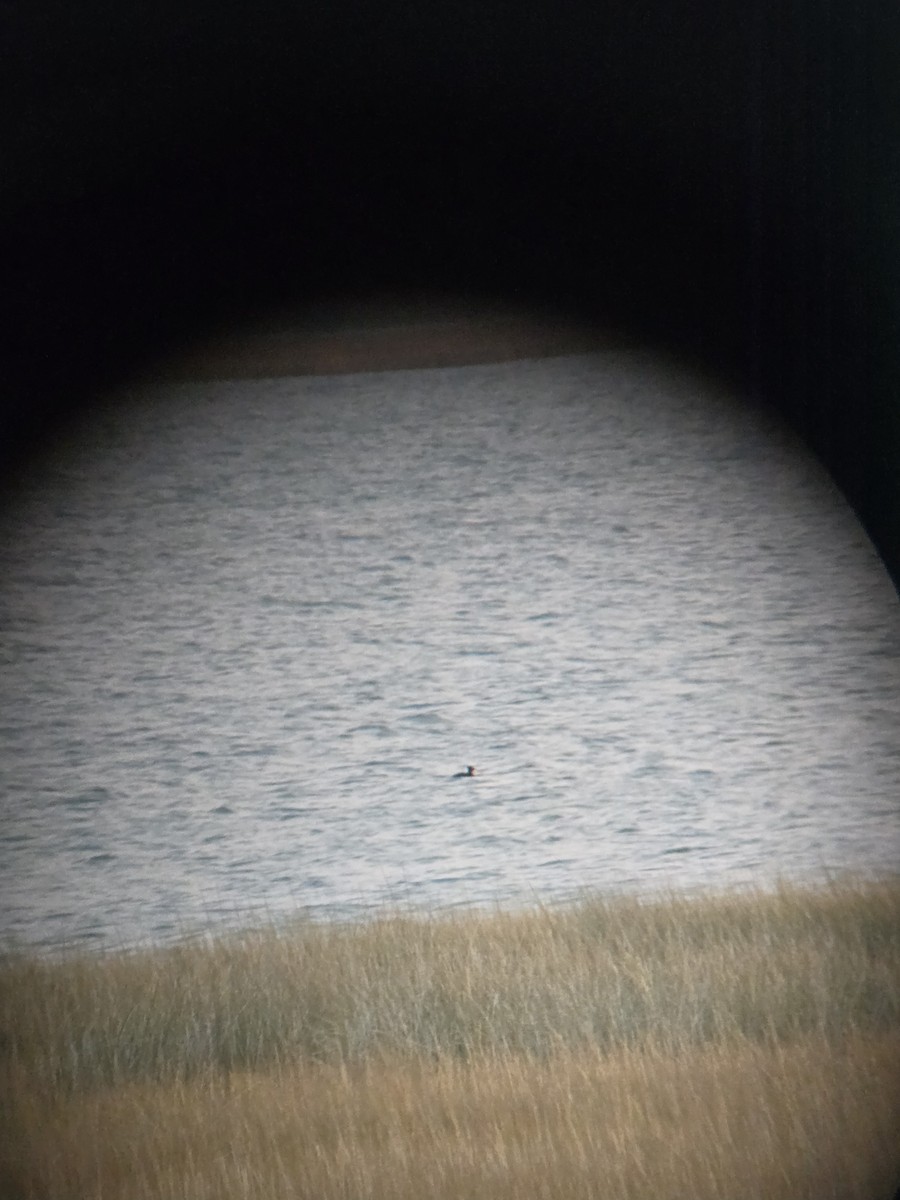 Surf Scoter - ML646742795