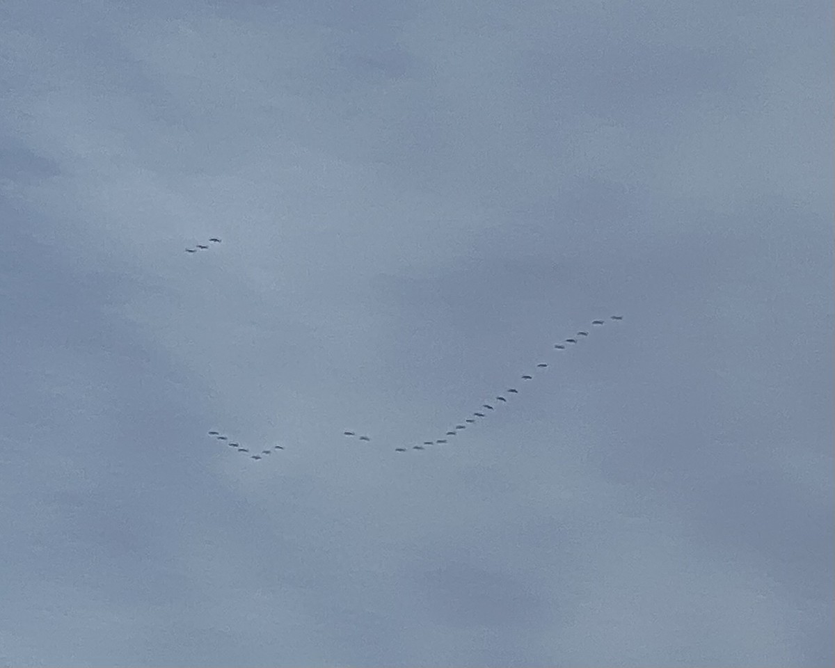 Kanadakranich - ML646742797