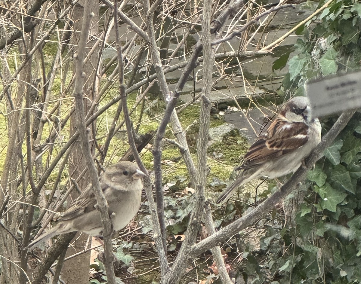 Домовый воробей - ML646742798