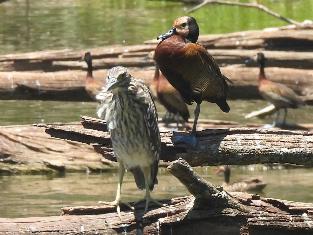 Кваква (nycticorax) - ML646742800