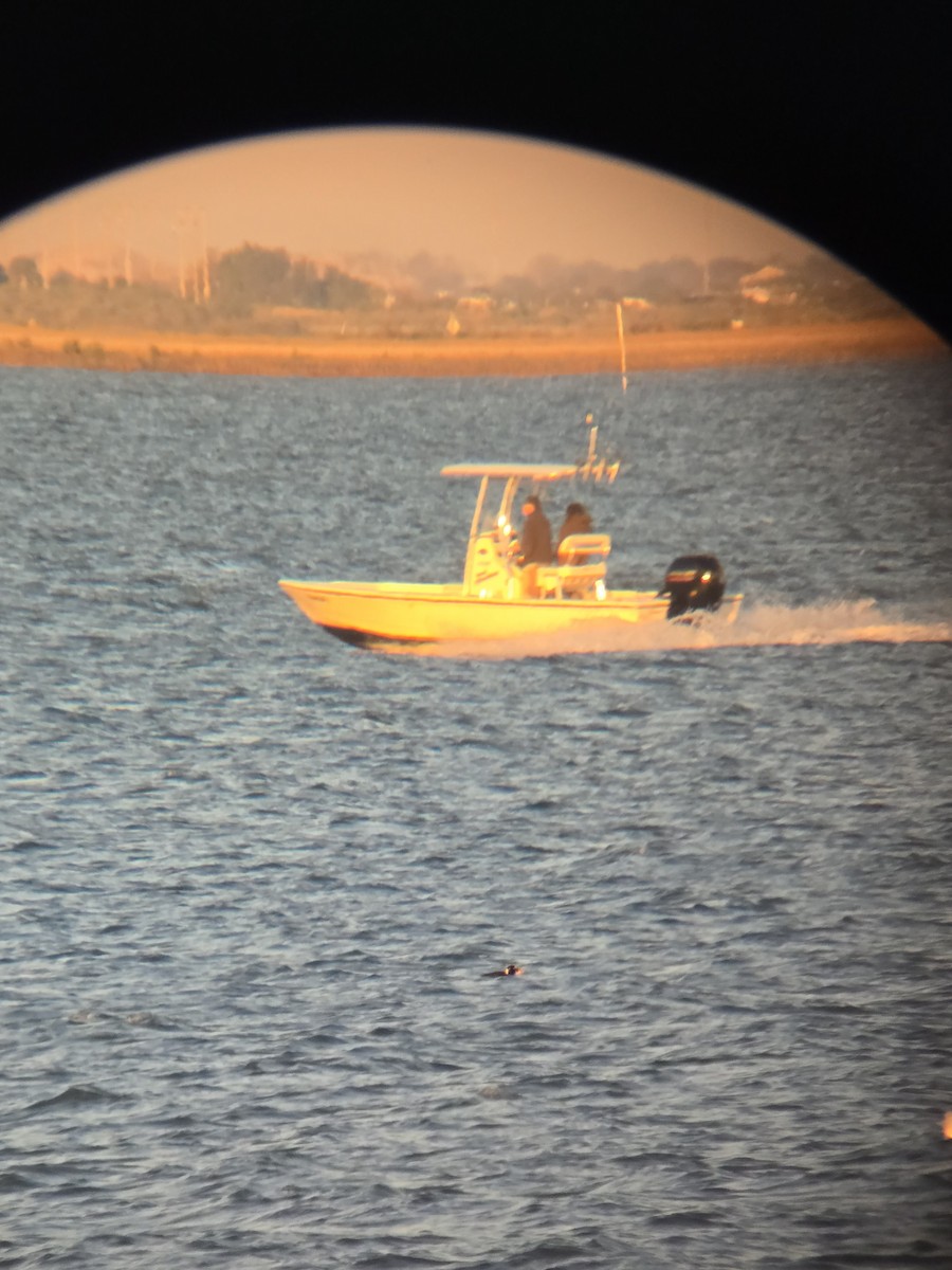 Surf Scoter - ML646742801