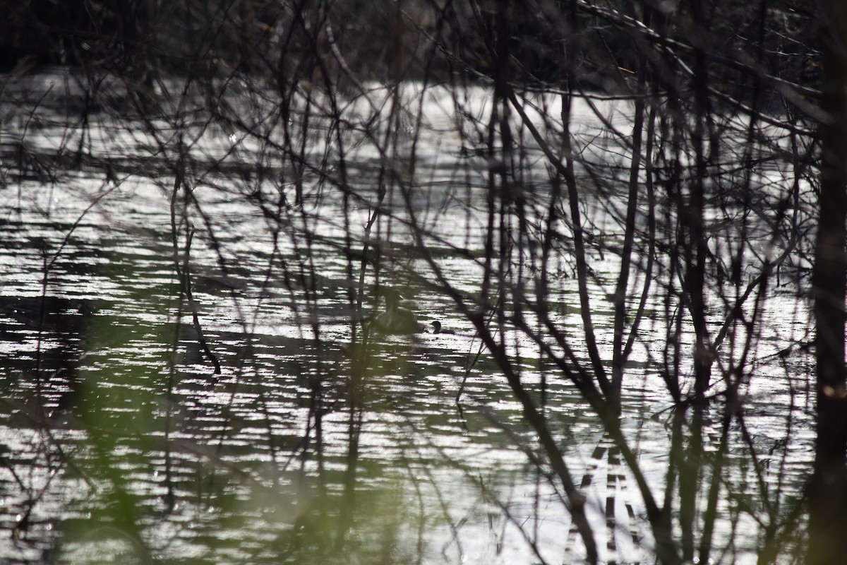 Least Grebe - ML646742802