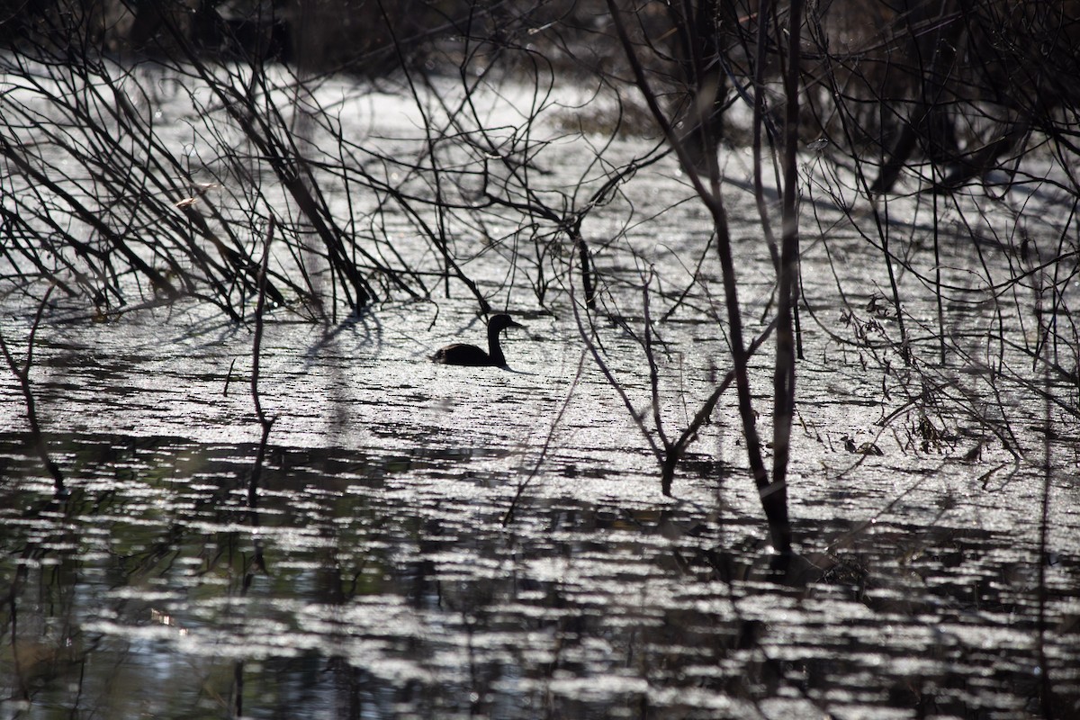 Least Grebe - ML646742803