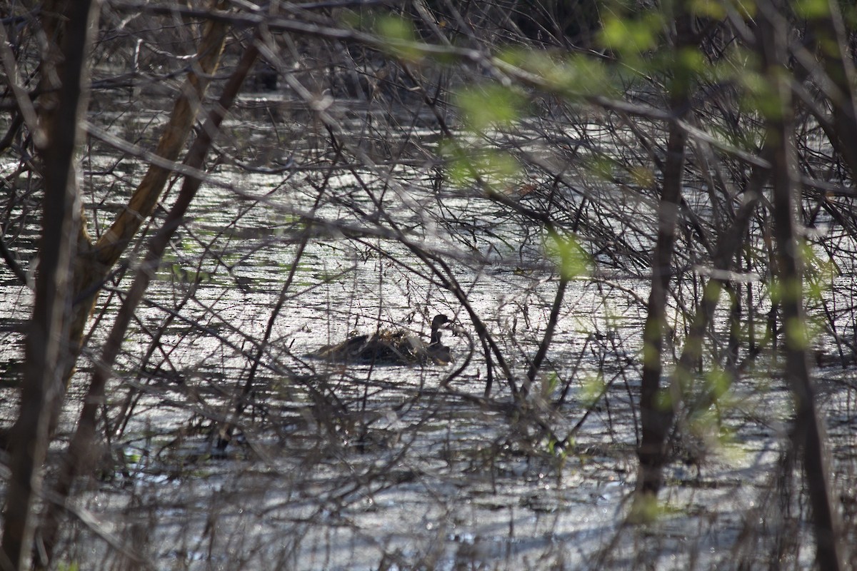 Least Grebe - ML646742804