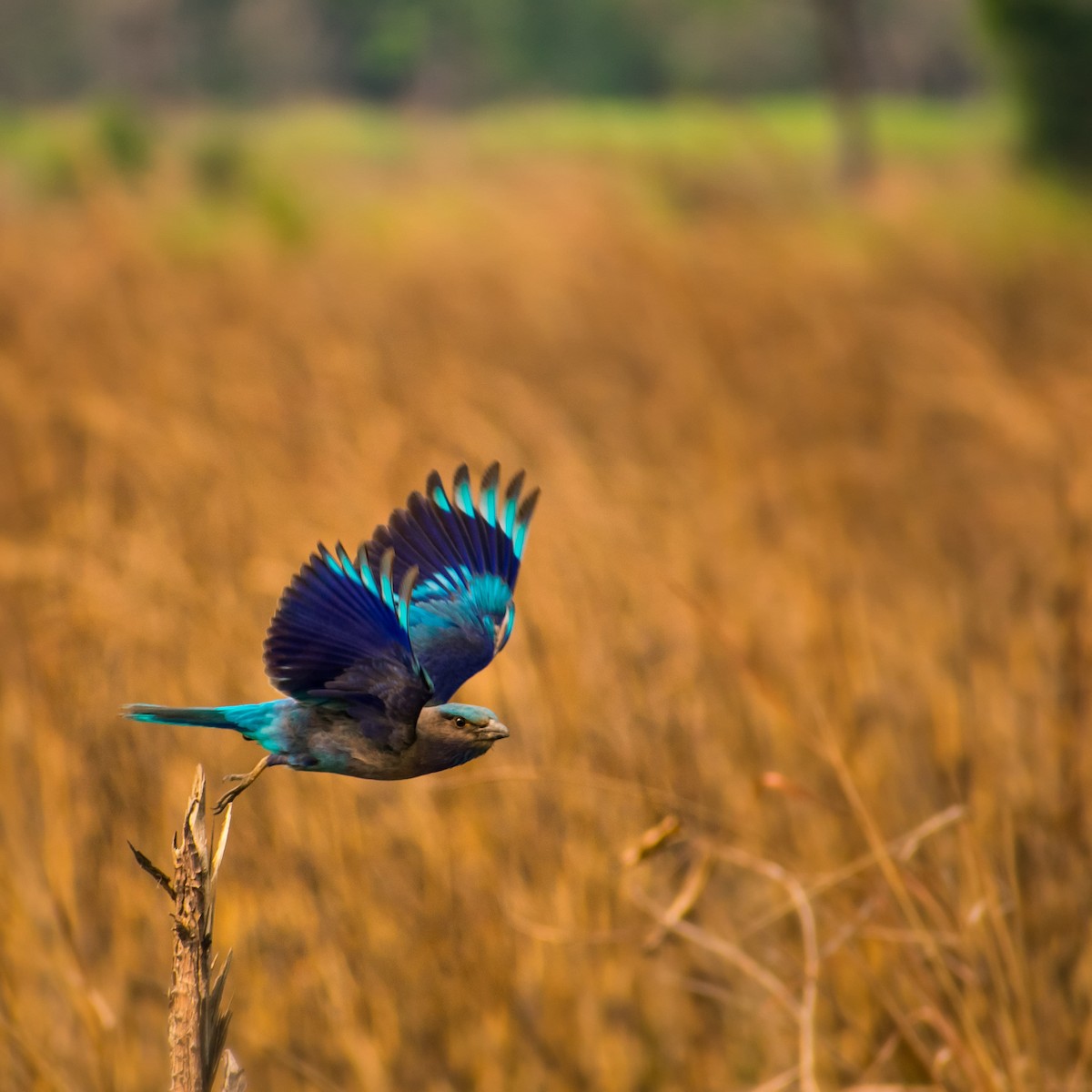 Indochinese Roller - ML646742816