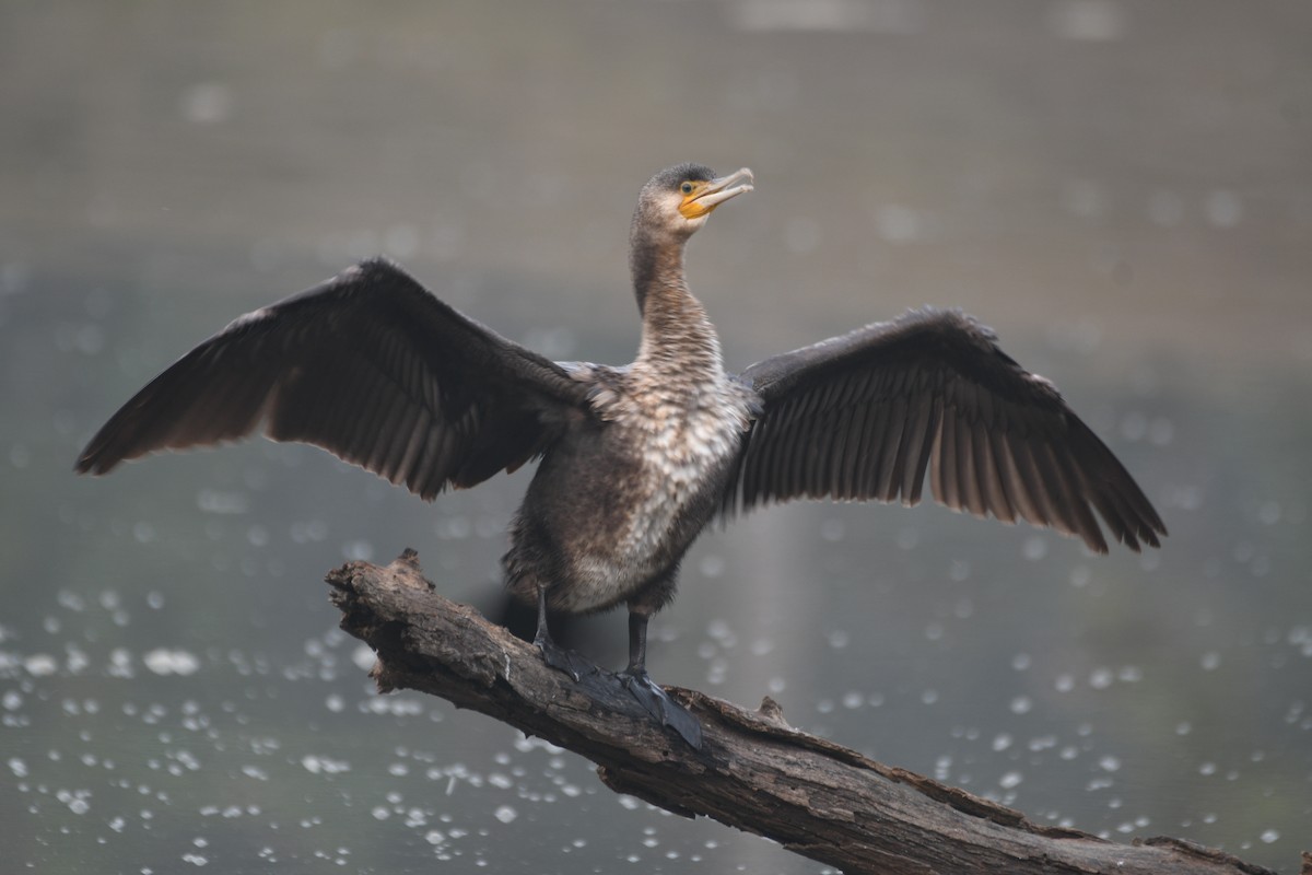 インドヒメウ - ML646742823