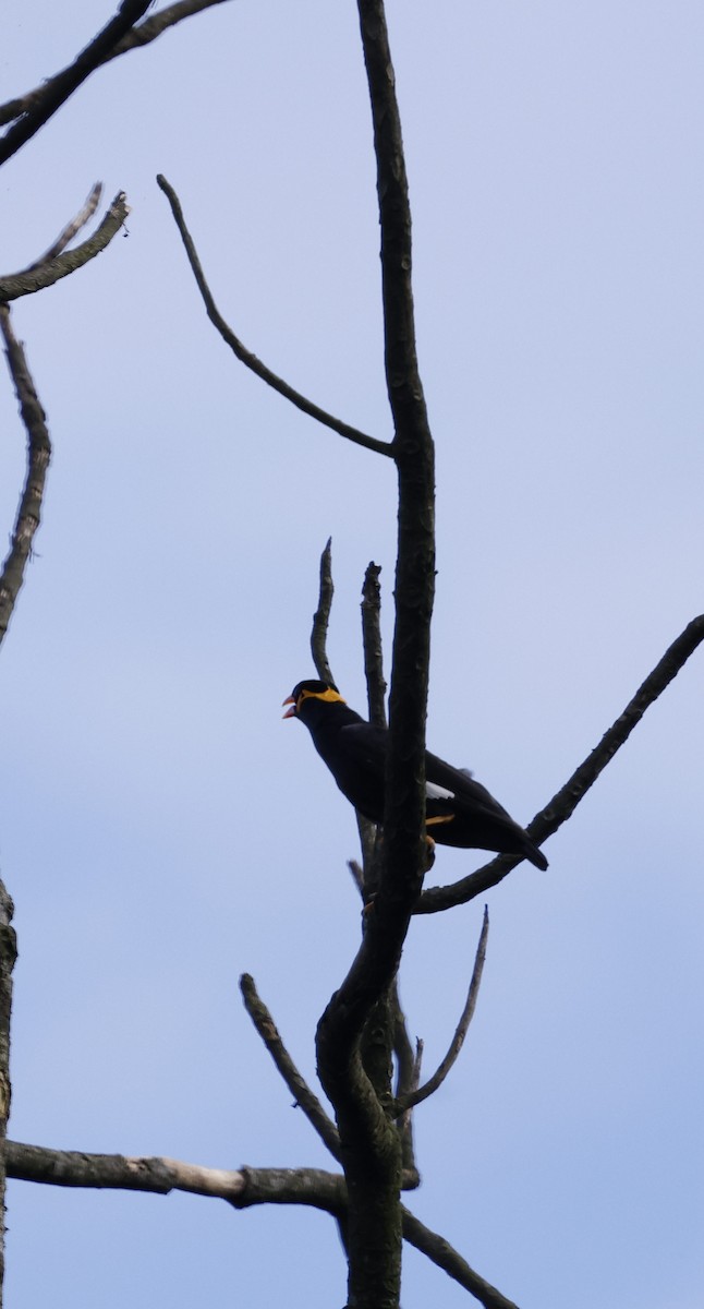 Miná Religioso - ML646742824
