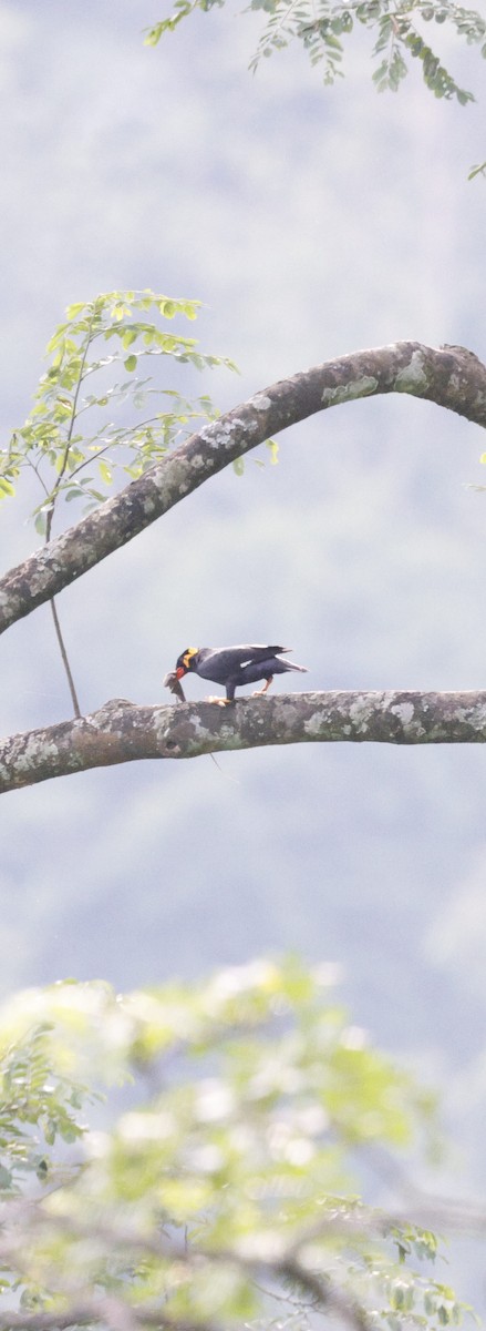 Miná Religioso - ML646742825