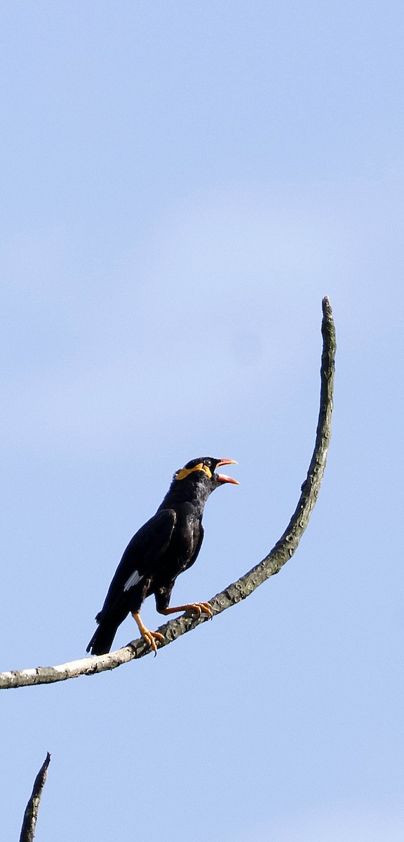Miná Religioso - ML646742826