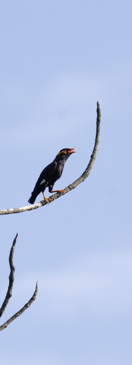 Miná Religioso - ML646742828