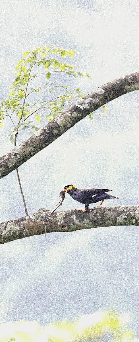 Miná Religioso - ML646742829